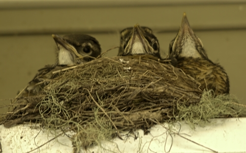 Turdus migratorius image