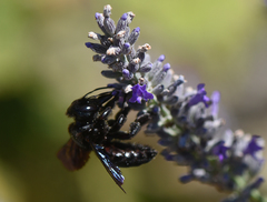 Xylocopa iris