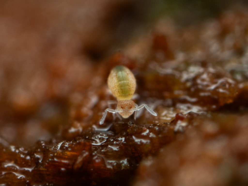 Arrhopalites diversus H.B.Mills, 1934