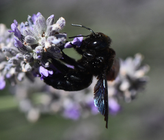 Xylocopa iris