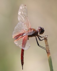 Tramea insularis