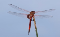 Tramea insularis