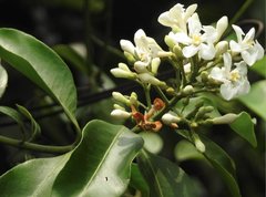 Melodinus suaveolens