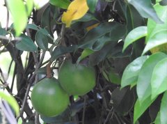 Melodinus suaveolens