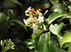 Melodinus suaveolens