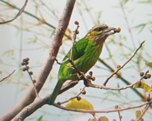 Green-eared Barbet