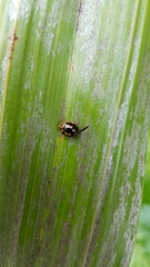 Harmonia antipoda
