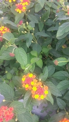 Lantana camara camara