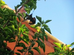 Anthracothorax dominicus
