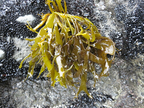 Pachymenia lusoria, 2024-12-15
