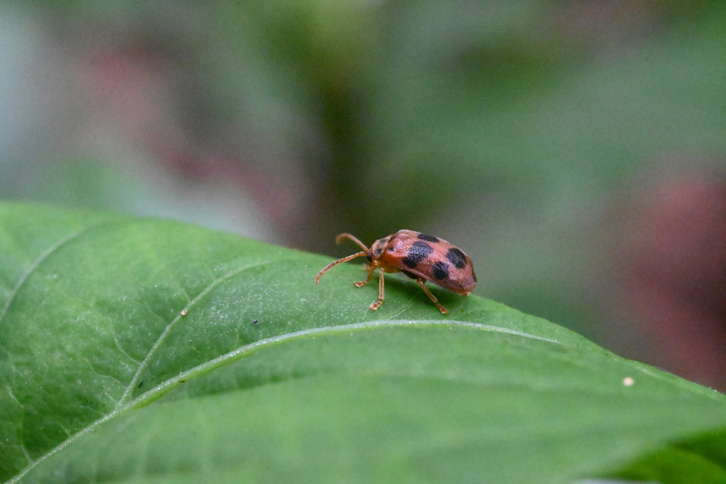 Pyrrhalta maculata