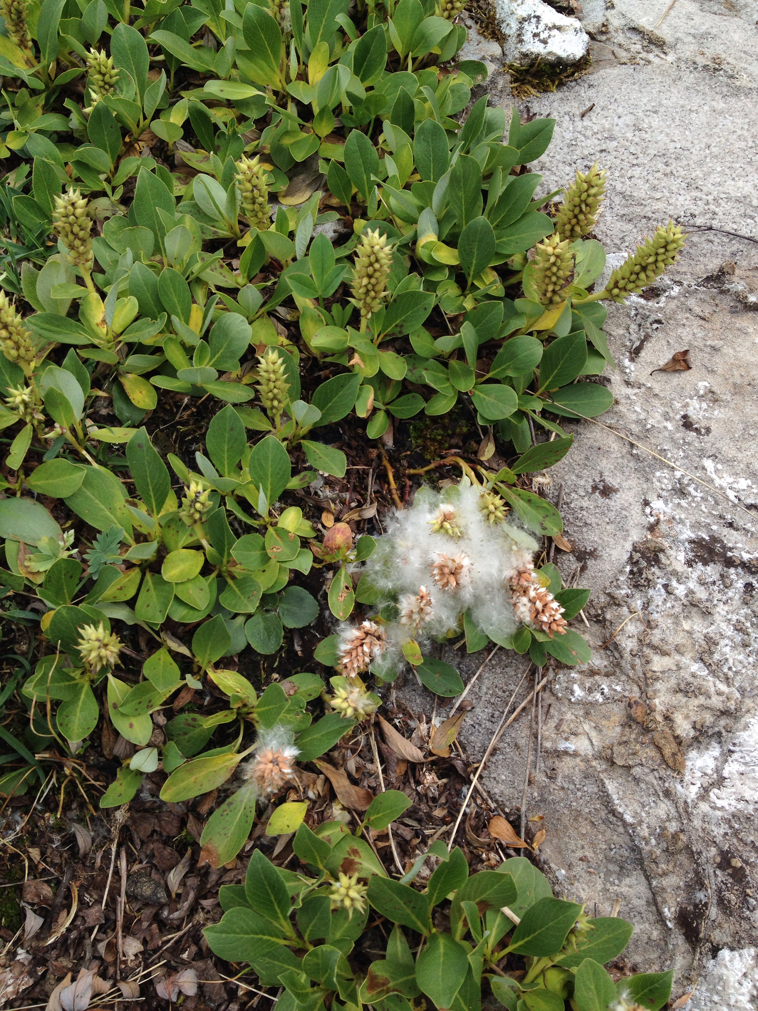 Salix petrophila