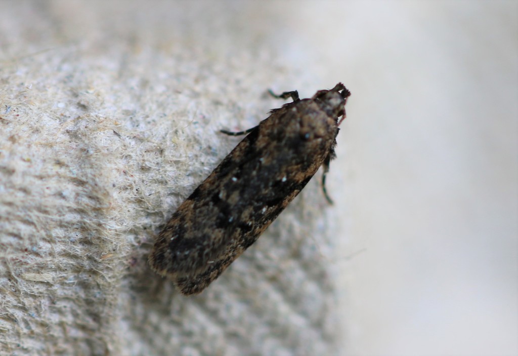 Chionodes thoraceochrella