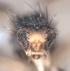 Trixoscelis signifera