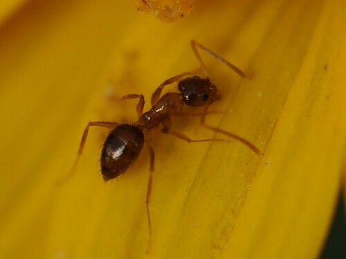 Tawny Crazy Ant photo 6