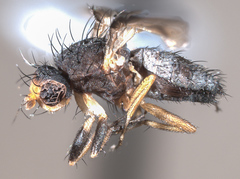 Trixoscelis signifera