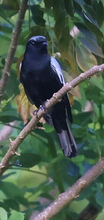 Malaita Cicadabird photo