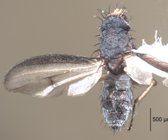 Trixoscelis signifera