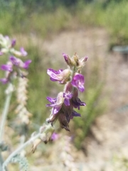 Astragalus brauntonii
