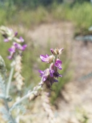 Astragalus brauntonii