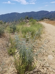 Astragalus brauntonii