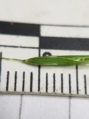 Melica smithii