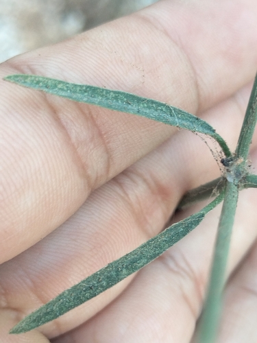 Image of Euphorbia xanti by no rights reserved