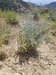 Astragalus brauntonii
