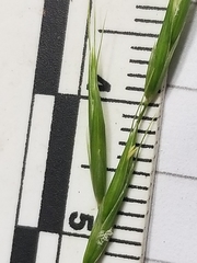 Melica smithii