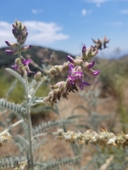 Astragalus brauntonii