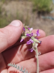 Astragalus brauntonii
