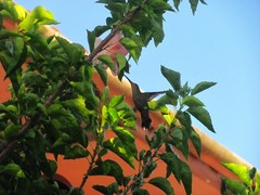 Anthracothorax dominicus
