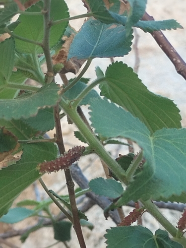 Image of Acalypha californica by no rights reserved