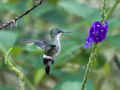 Butterfly Coquette photo 3