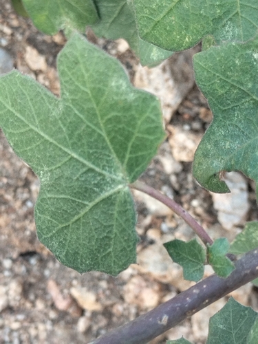 Image of Jatropha moranii by no rights reserved