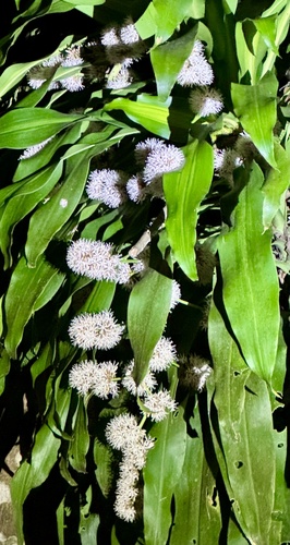 Dracaena fragrans - Whole tree