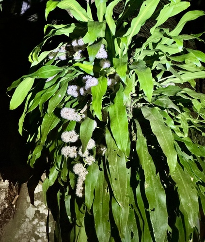 Dracaena fragrans - Leaves