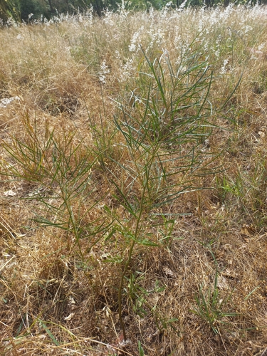 Wallangara Wattle (Acacia adunca)