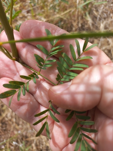 Image of Acacia adunca by (c) Ivor Wilson, some rights reserved (CC BY)
