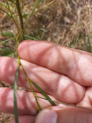 Acacia adunca, photograph 3