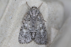 Acronicta retardata