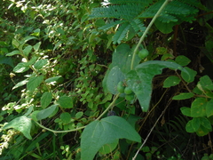 Passiflora sexflora