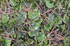 Peltigera chionophila