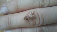Aglossa disciferalis