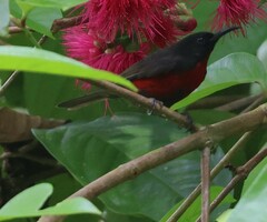 Red-Vested Myzomela photo 1