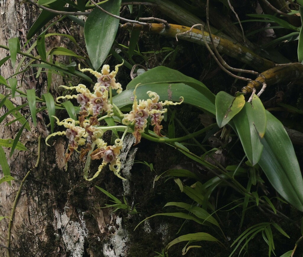 Dendrobium spectabile (Blume) Miq. 4