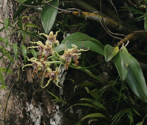 Dendrobium spectabile observed 2024-10-26