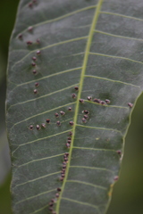 Procontarinia matteiana