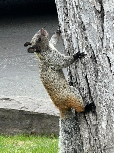 White-naped Squirrel, photo 3 of 10