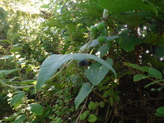 Passiflora sexflora